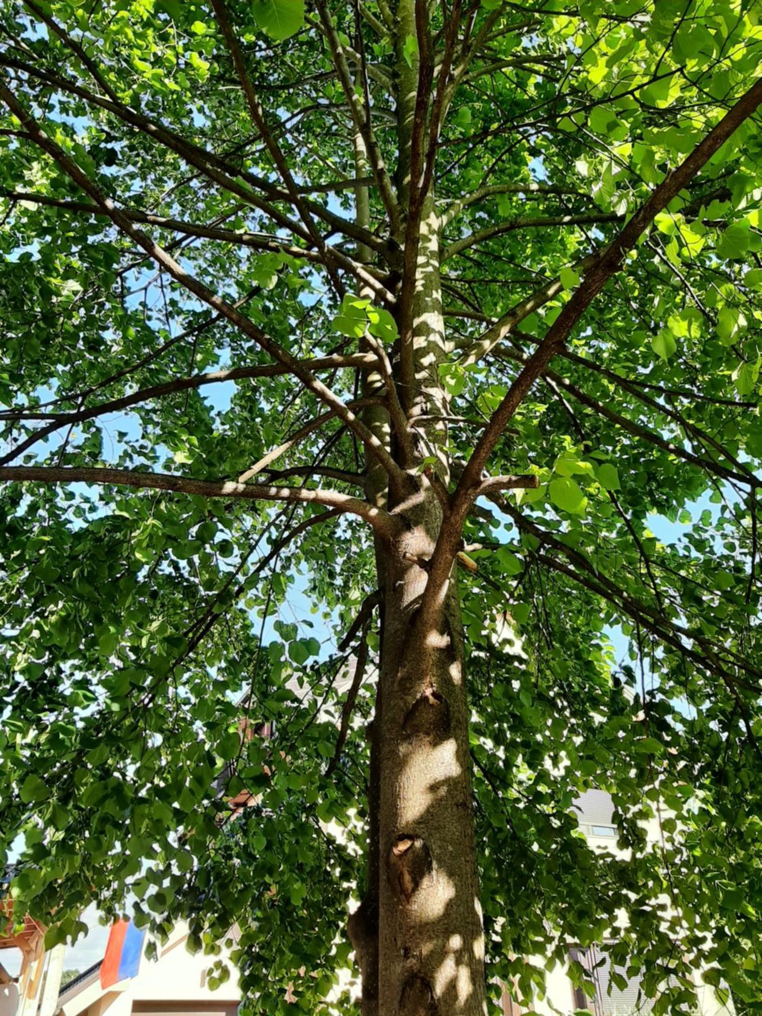 Apartma Vila Tara Prebold Exteriér fotografie